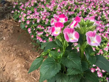 不同種類花卉對肥料的需求有哪些差異？